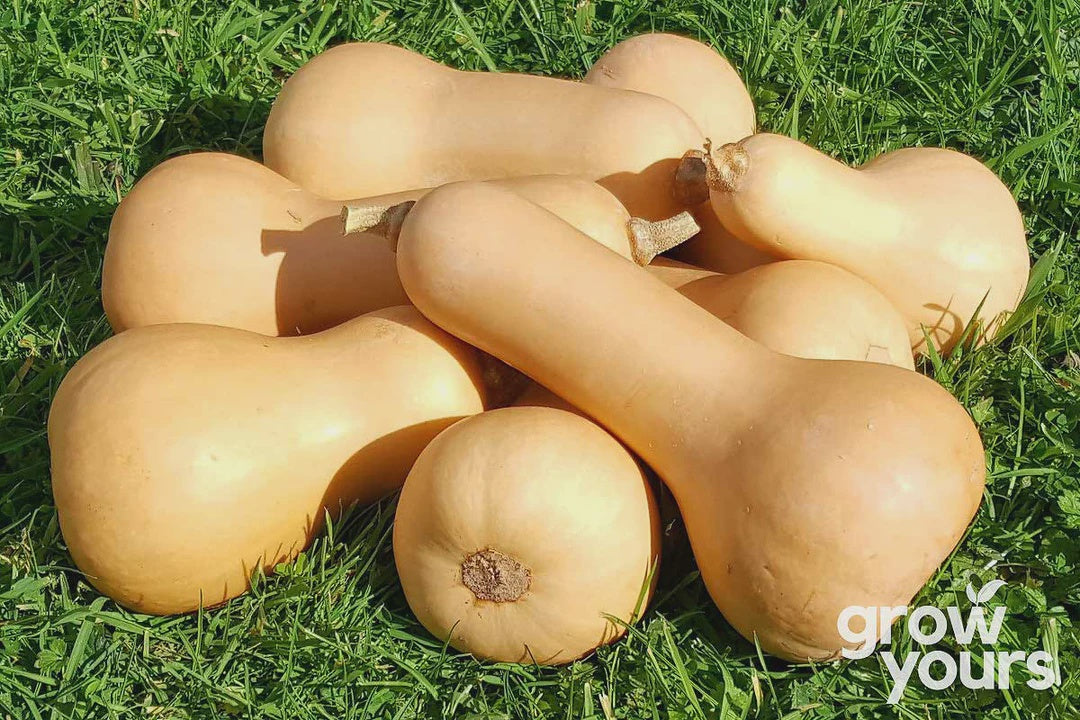 Seeds - Squash 'Waltham Butternut'