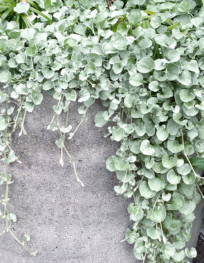 Dichondra falls