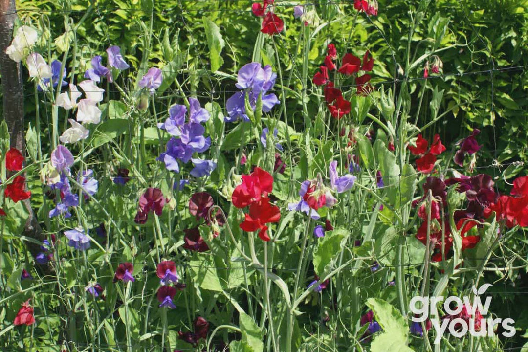 Seeds - Sweet Pea