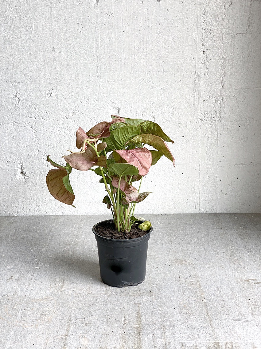 Syngonium 'neon'