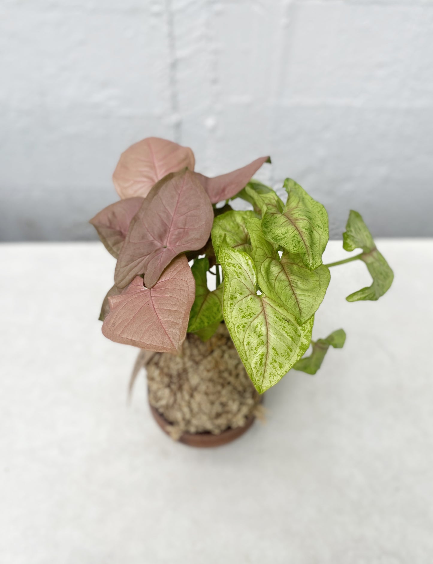 Syngonium Kokedama