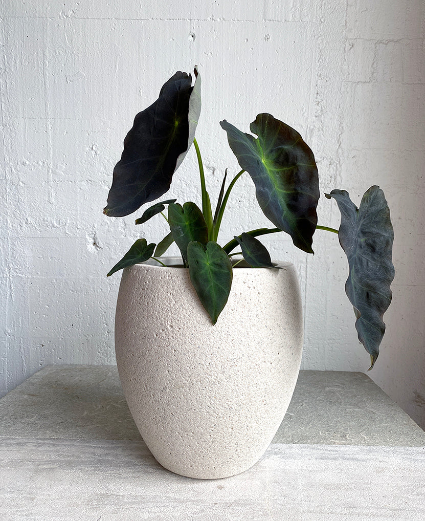 Amarillo Planter