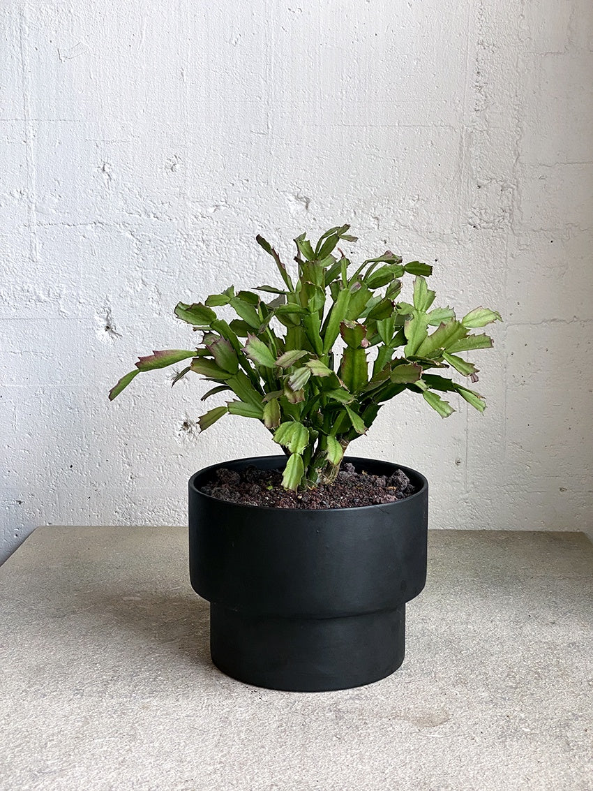 Zygo Schlumbergea - Christmas Cactus