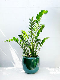 Zamioculcas zamiifolia - ZZ plant or Zanzibar gem
