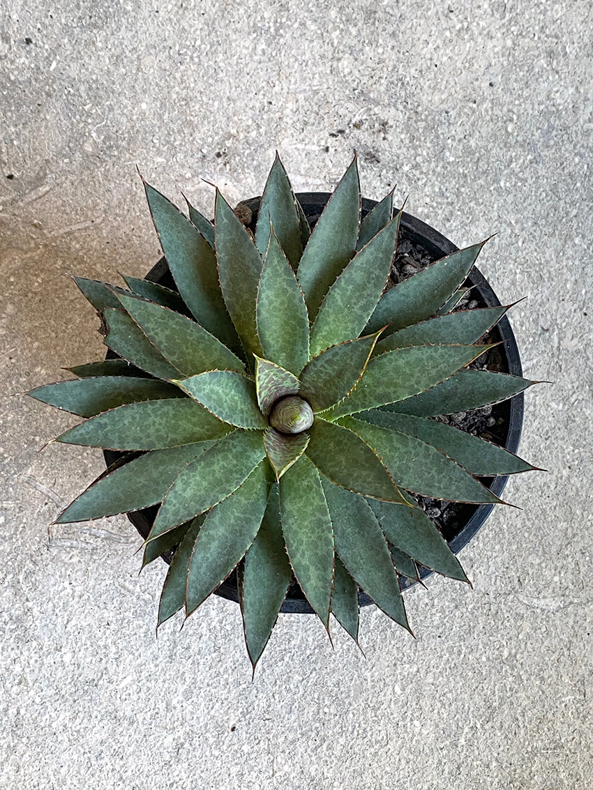 Agave 'Bloodspot' – Babylon Store