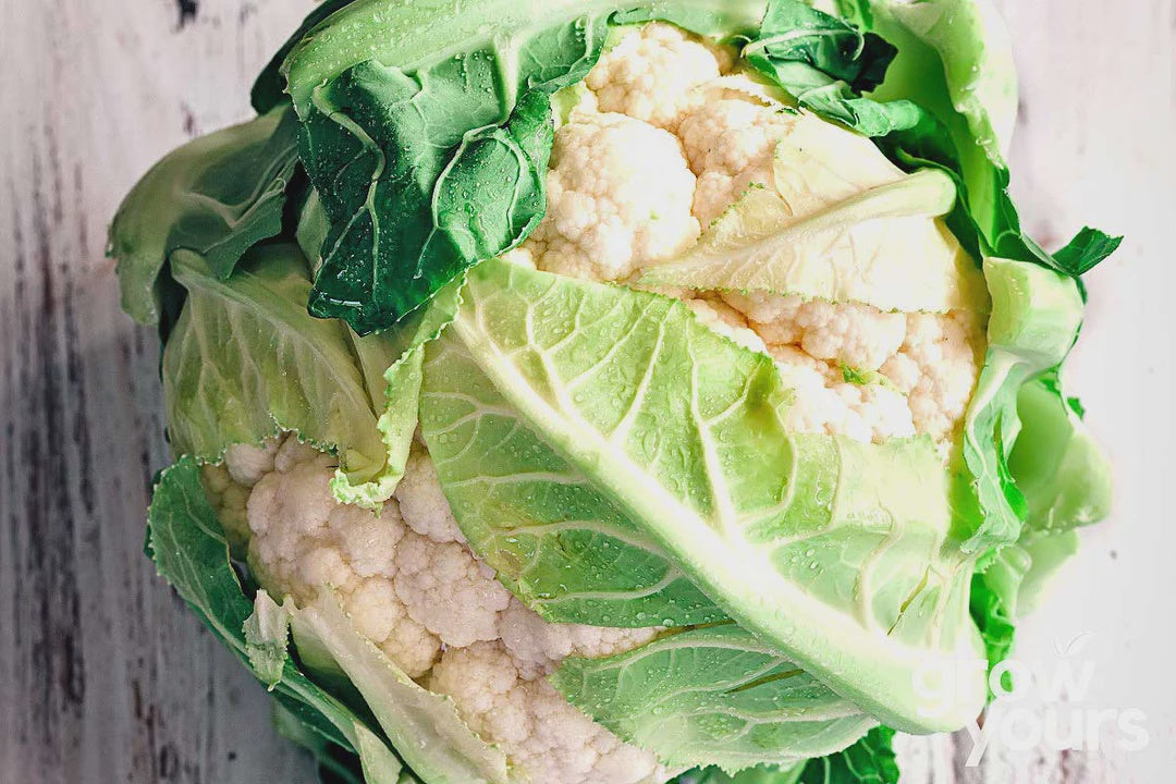 Seeds - Cauliflower 'Self Blanching'