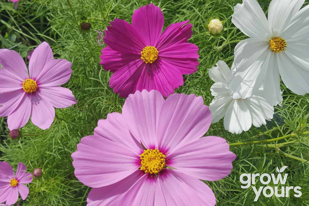 Seeds - Cosmos 'Sensation Mix'