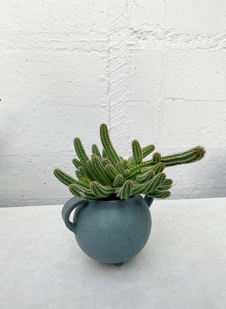 Echinopsis