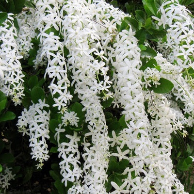 Petrea volubilis Snow Stars