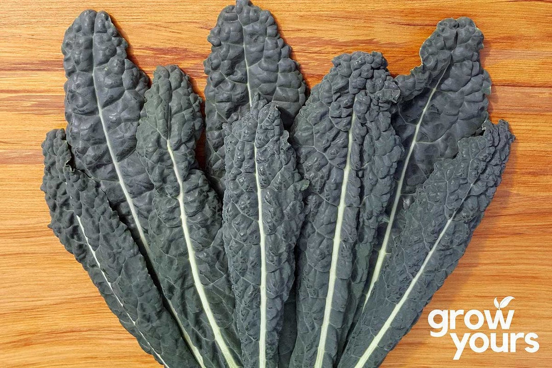 Seeds - Kale 'Cavolo Nero'