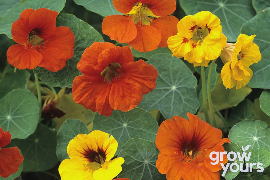 Seeds - Nasturtium 'Jewel Mix'