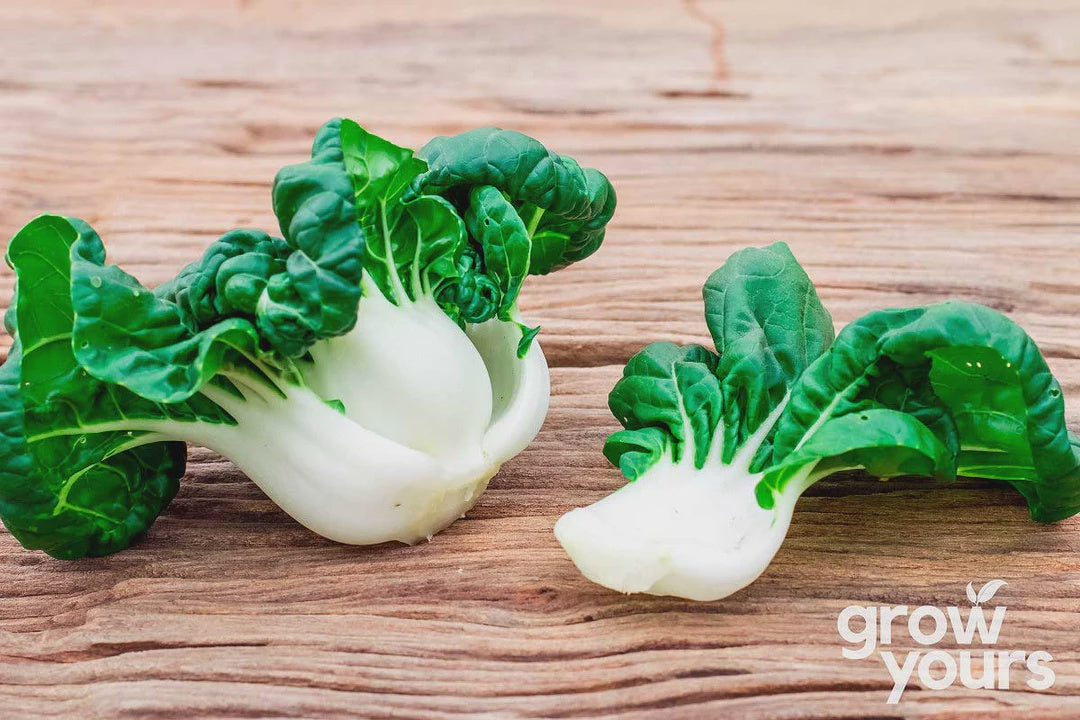 Seeds - Pak Choi 'Baby'
