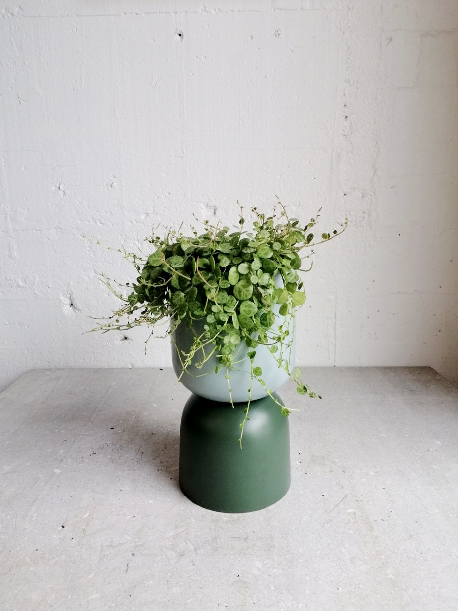 Peperomia prostrata - string of turtles