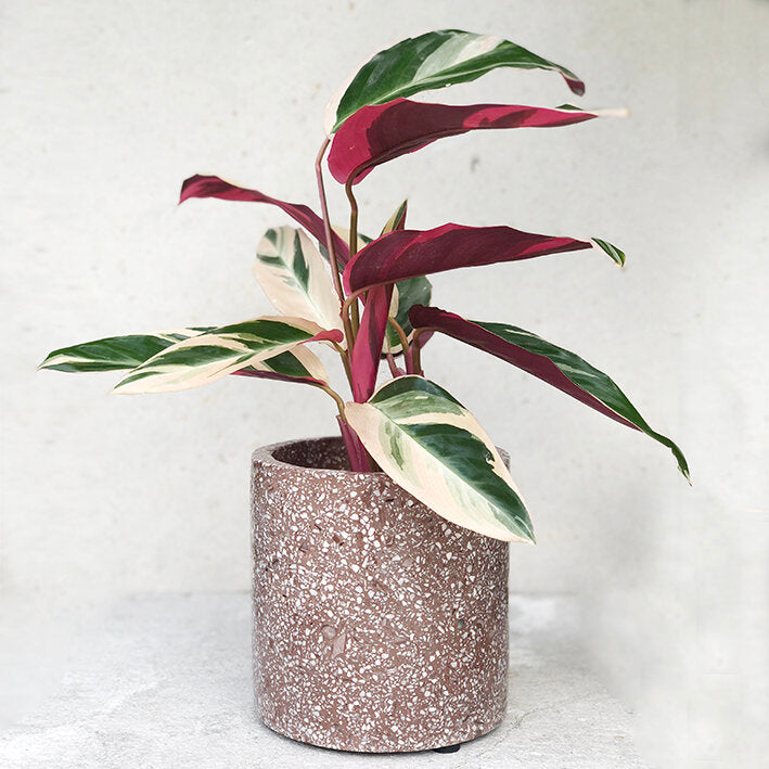 Calathea 'Triostar'