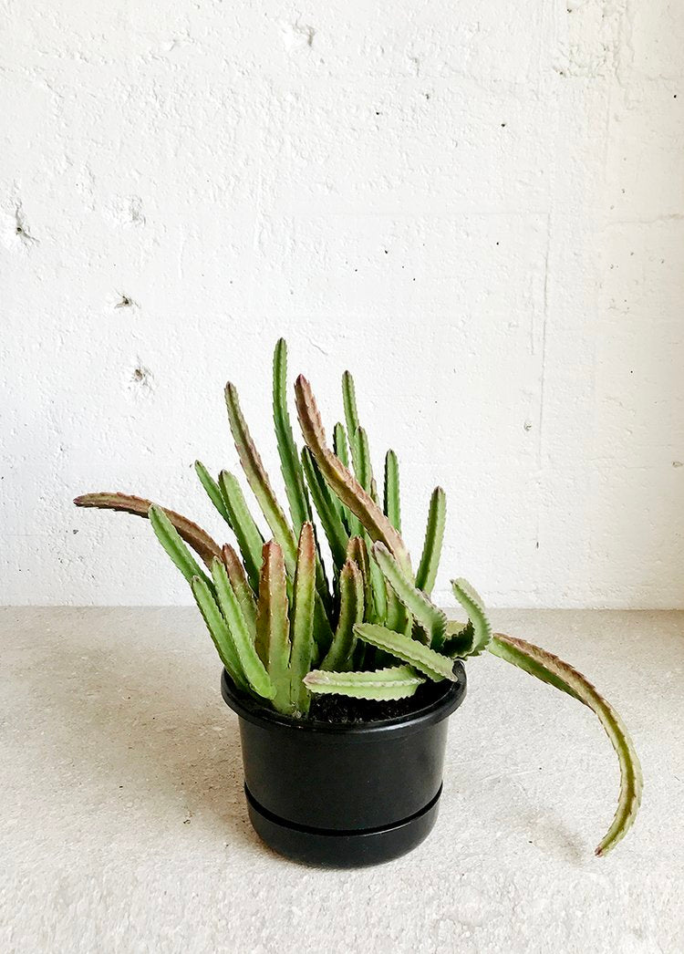 Stapelia hirsota