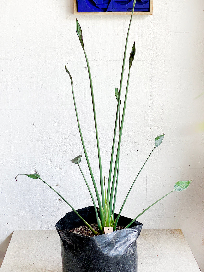 Bird of Paradise Plant