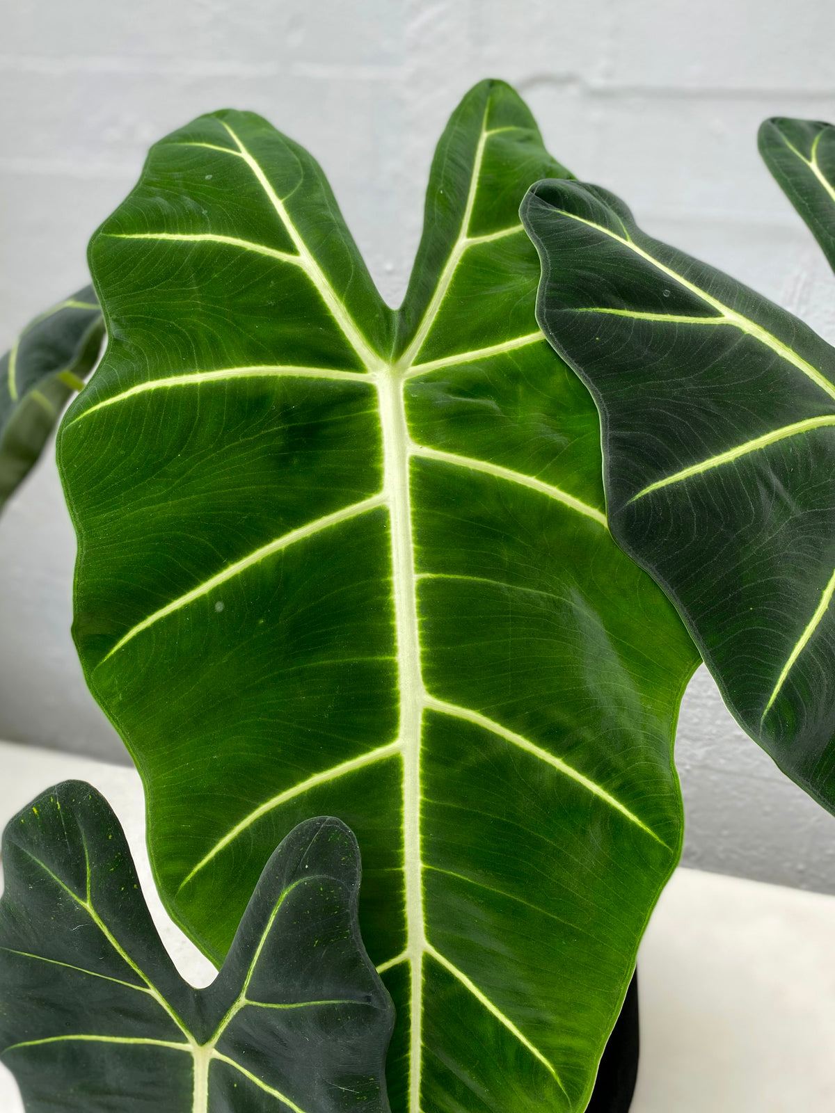 Alocasia var.