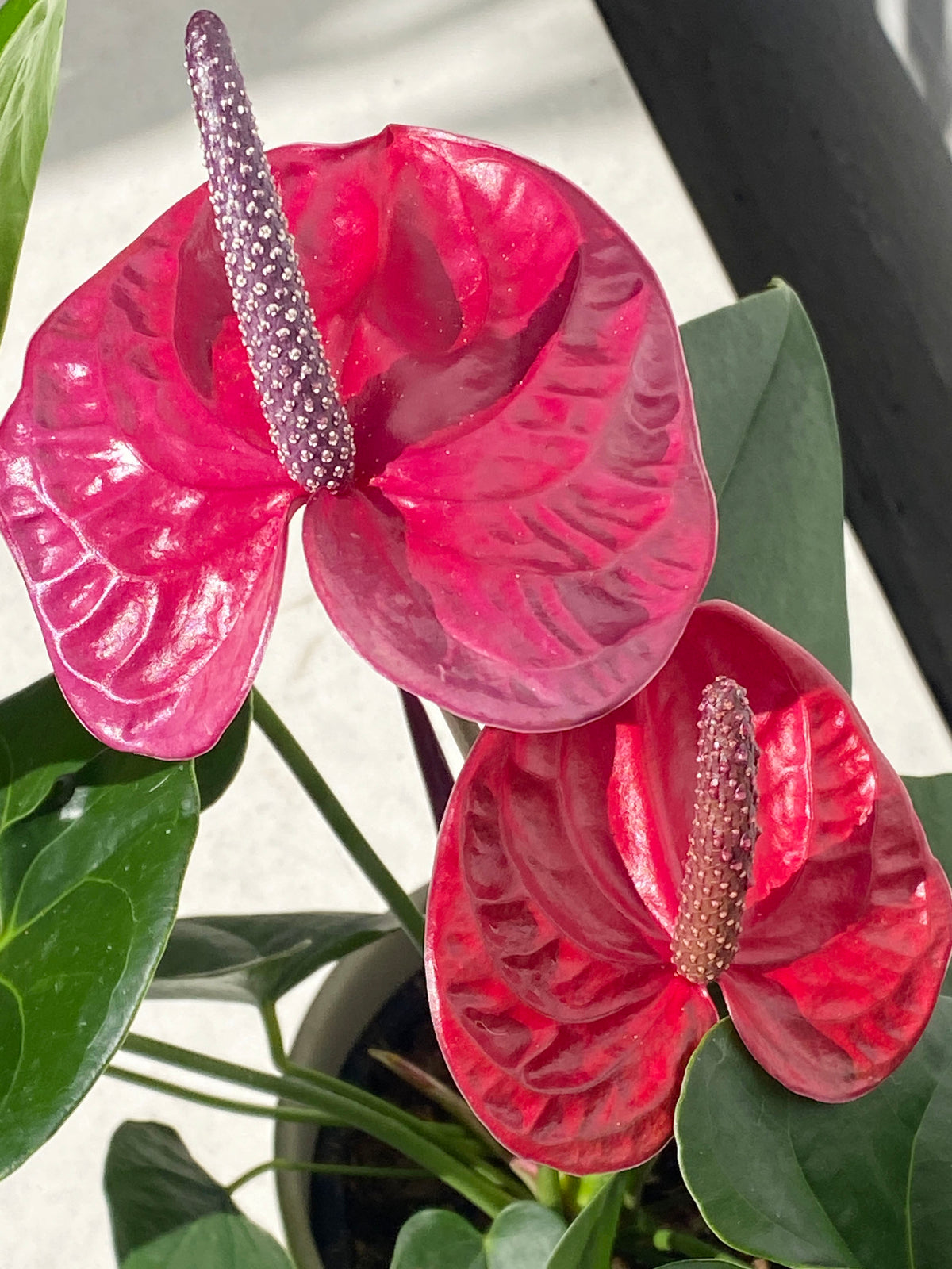 Anthurium andraeanum