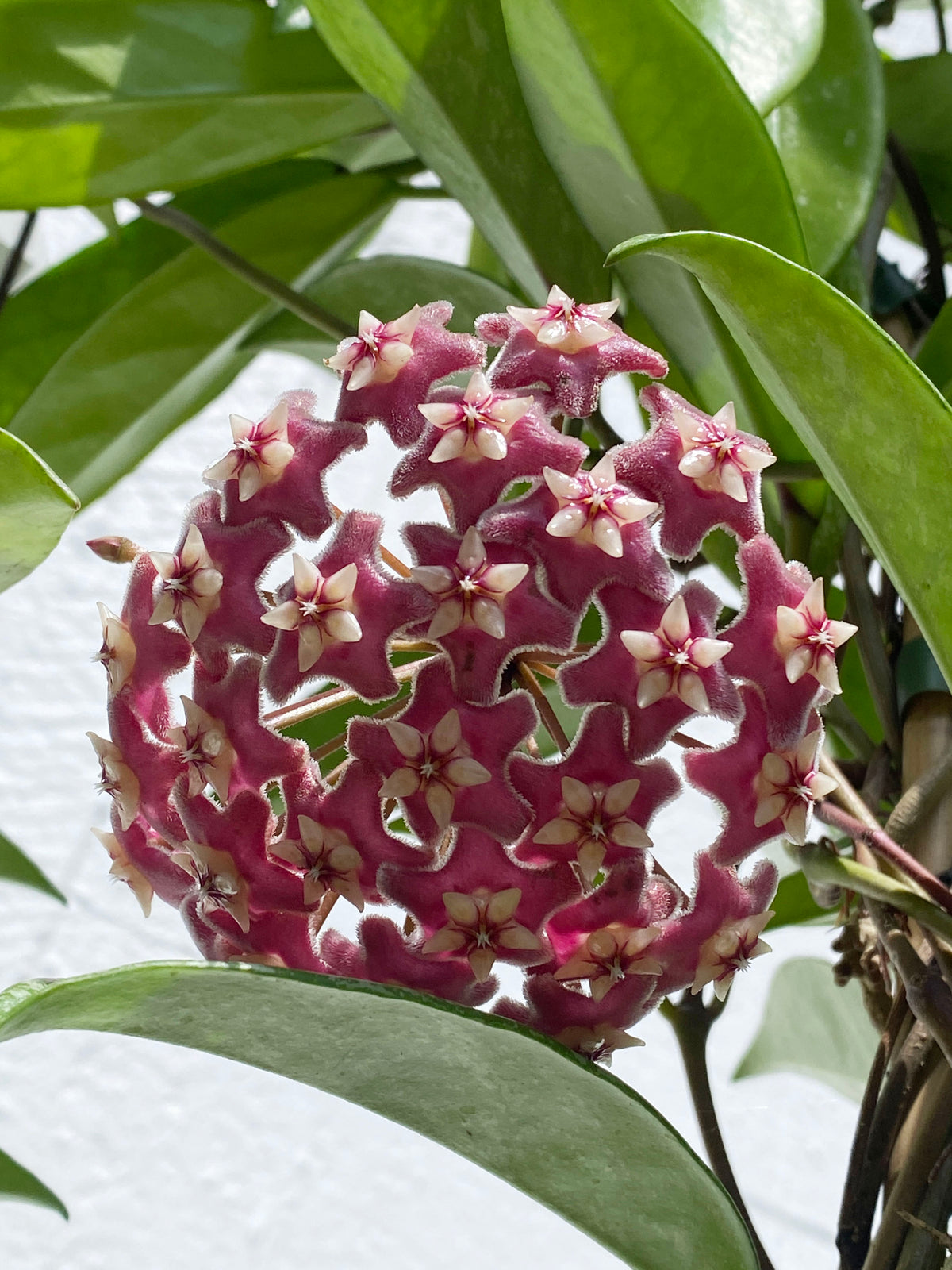 Hoya var.