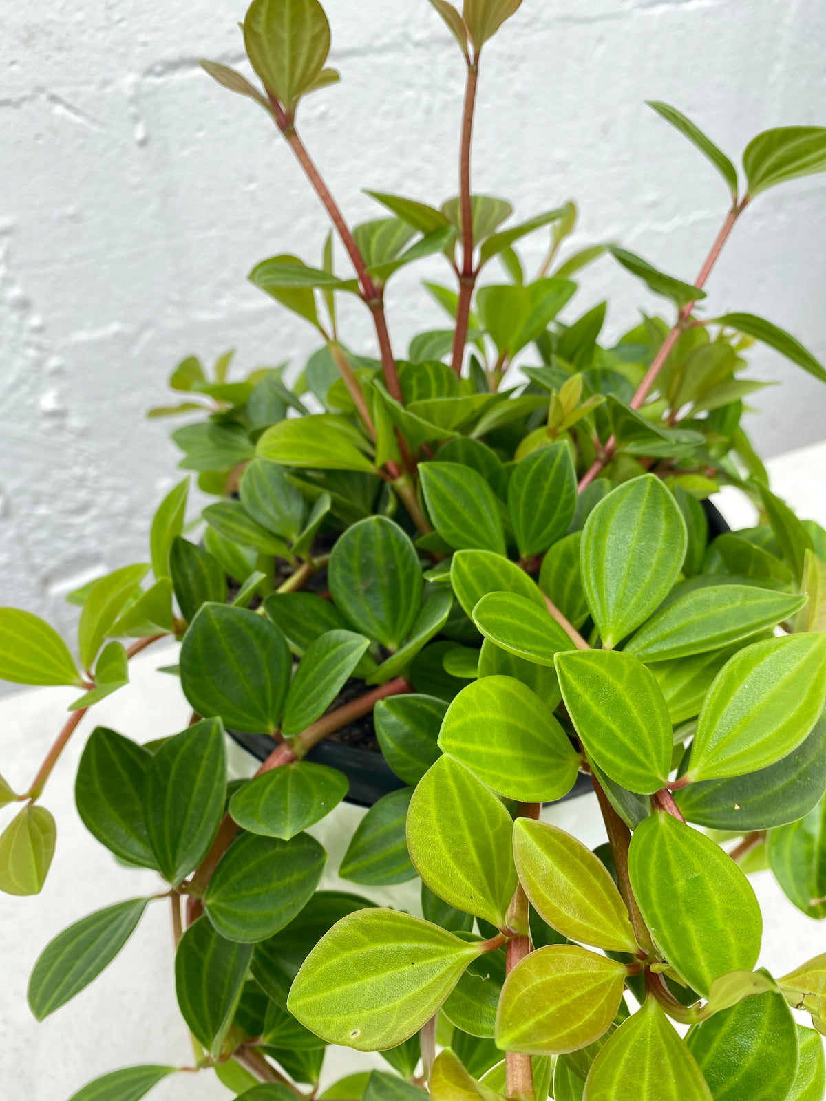 Peperomia var.