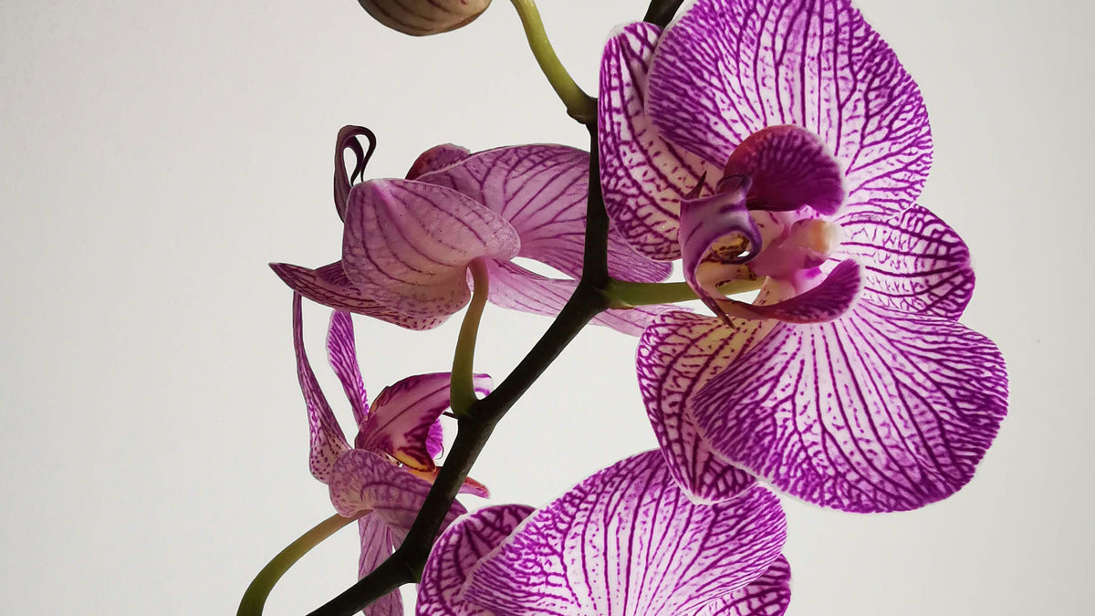 Orchid Obsession