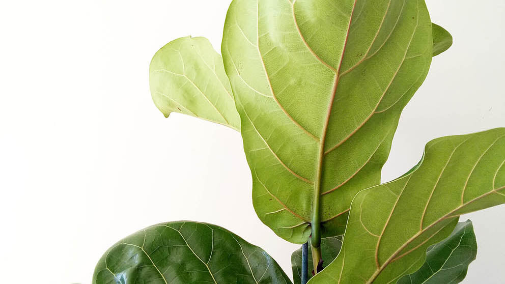 Fiddle-y Fiddle Leaf Figs