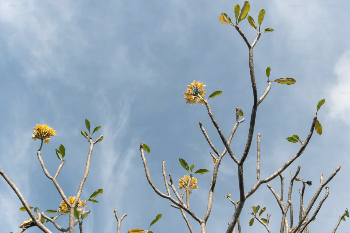 Frangipani Admin