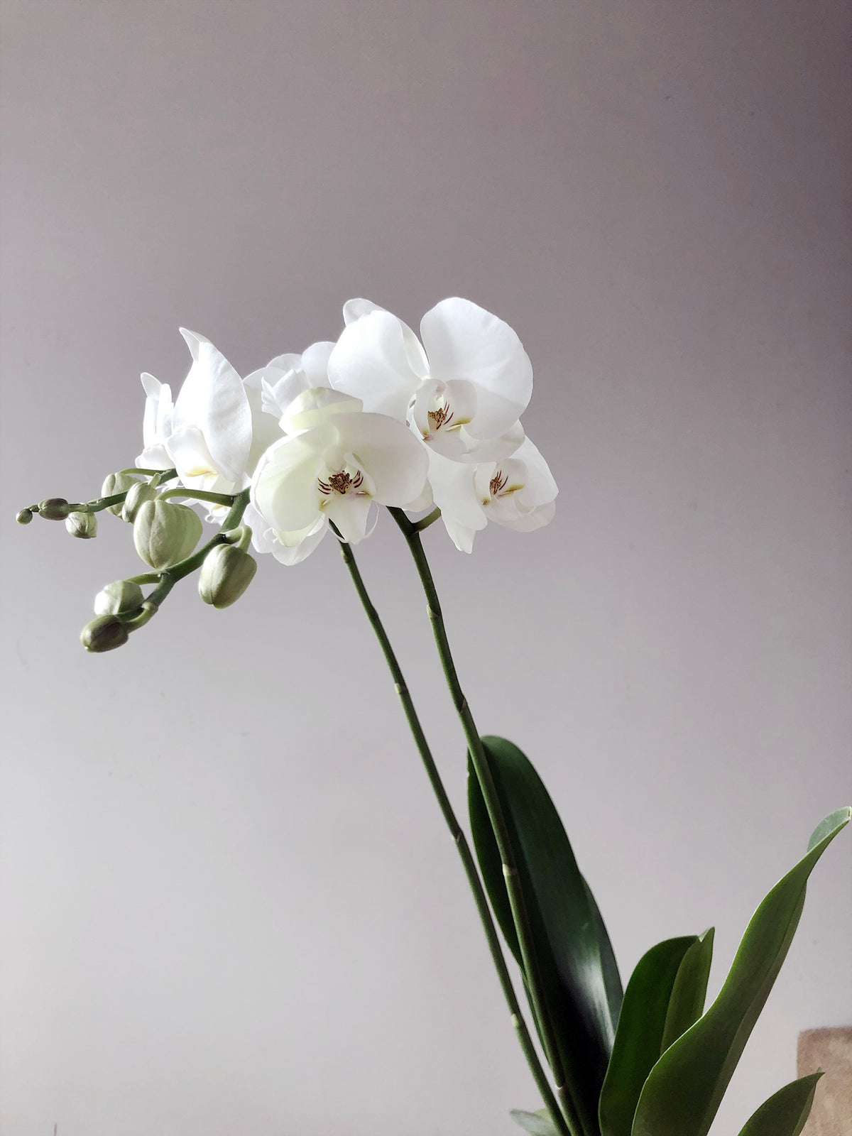 Phalaenopsis