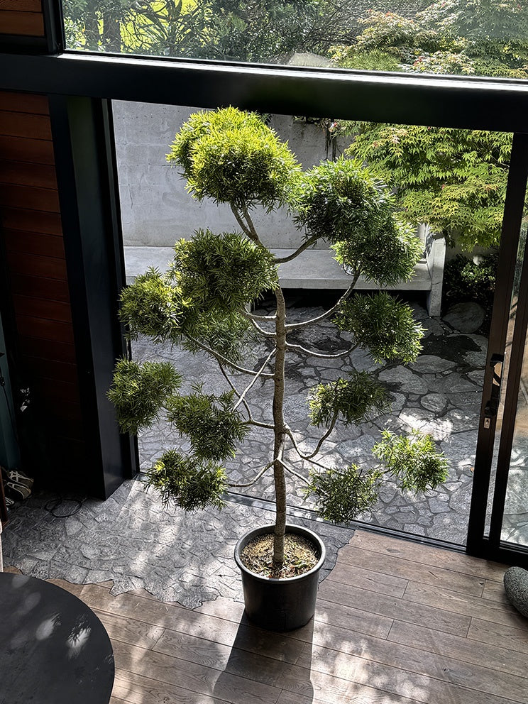 Large outdoor plants – Babylon Store