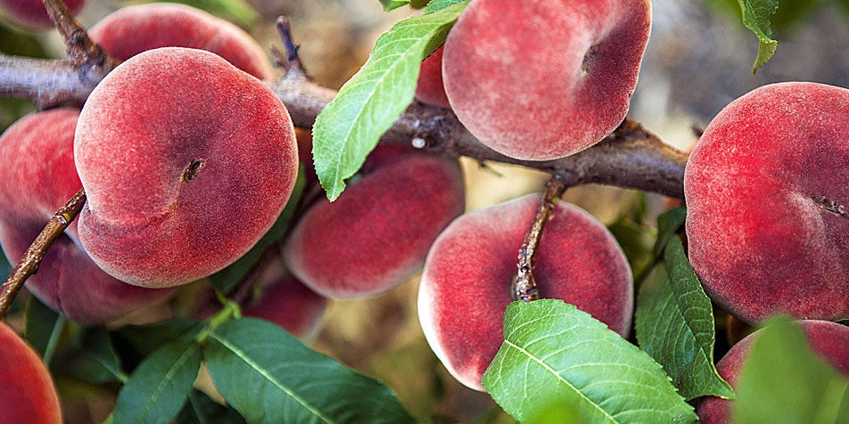 Fruit Trees