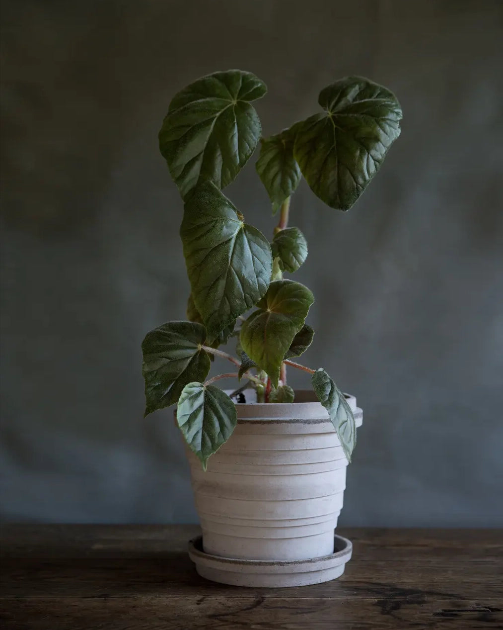 Low light tolerant plant - Begonia