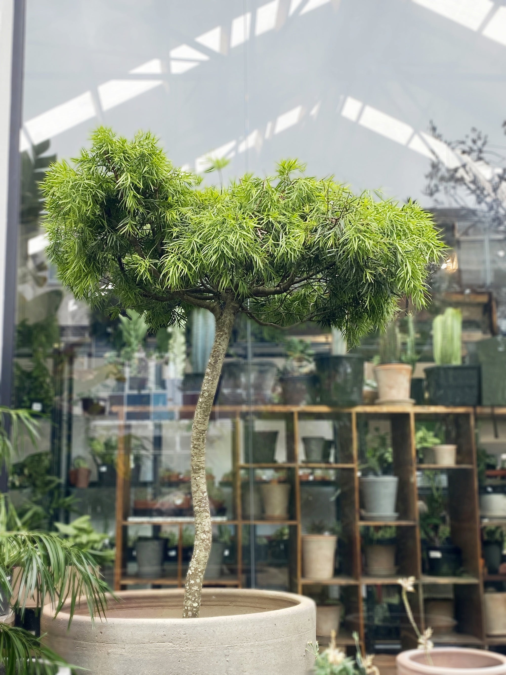 Specimen Trees
