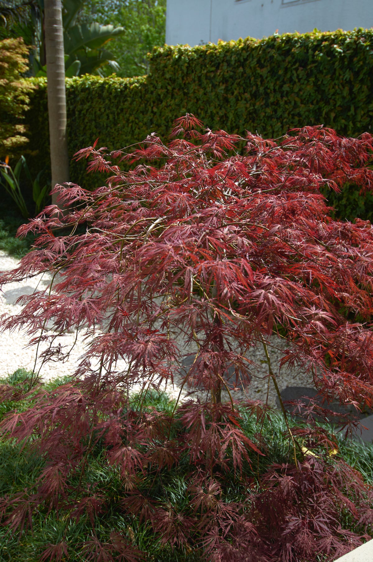 Acer palmatum ‘Tamukeyama’