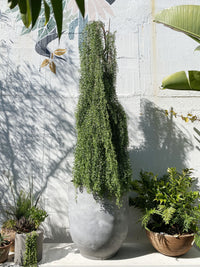 Acacia howittii