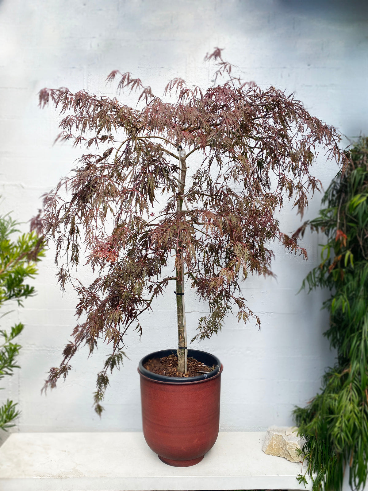 Acer palmatum ‘Tamukeyama’