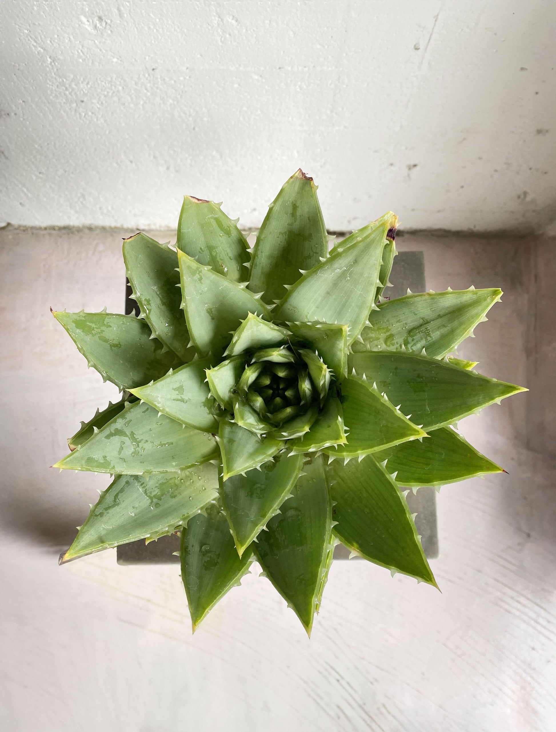 Aloe polyphylla (Spiral Aloe) – Babylon Store