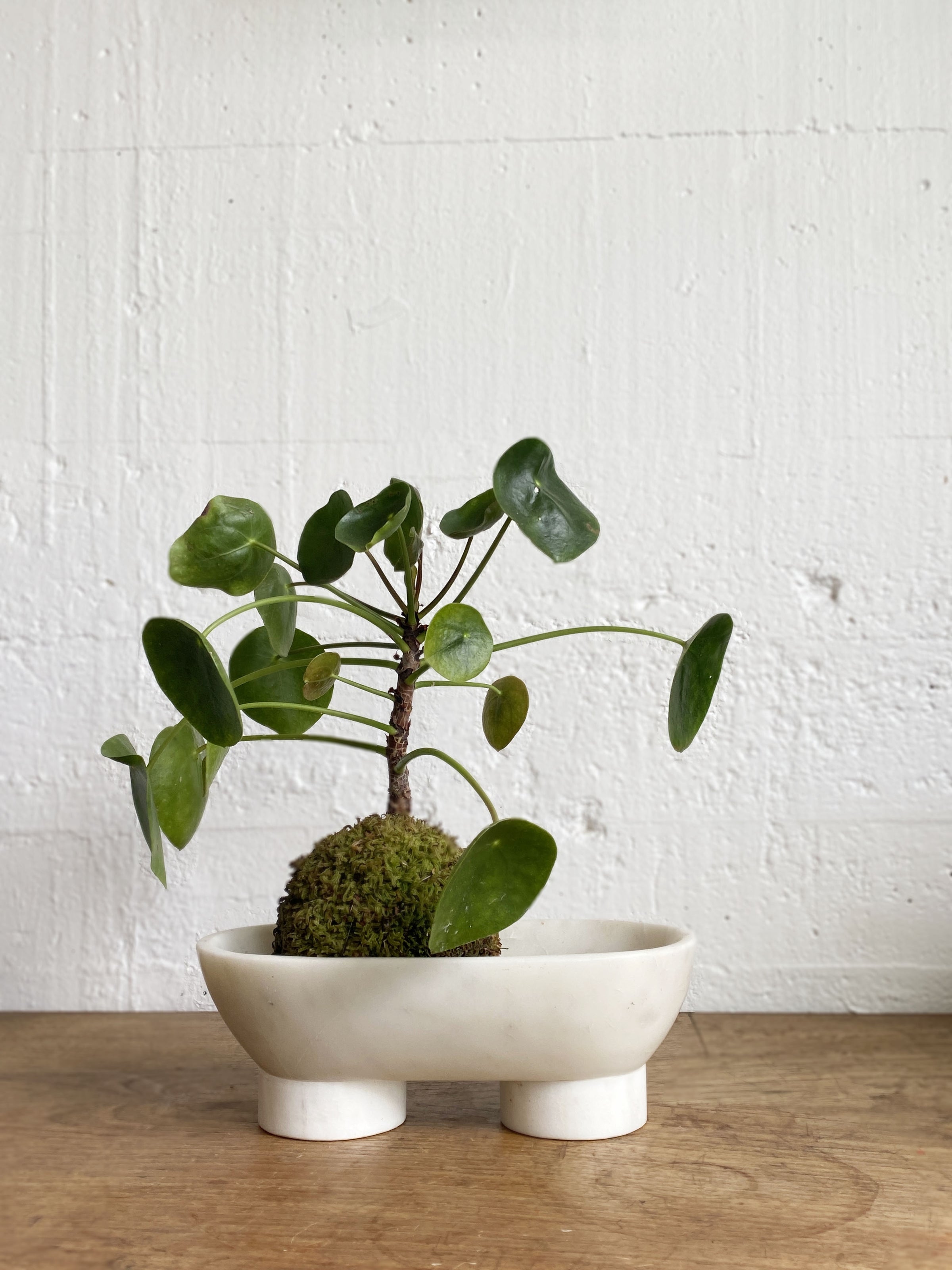 Alza's Pilea Kokedama