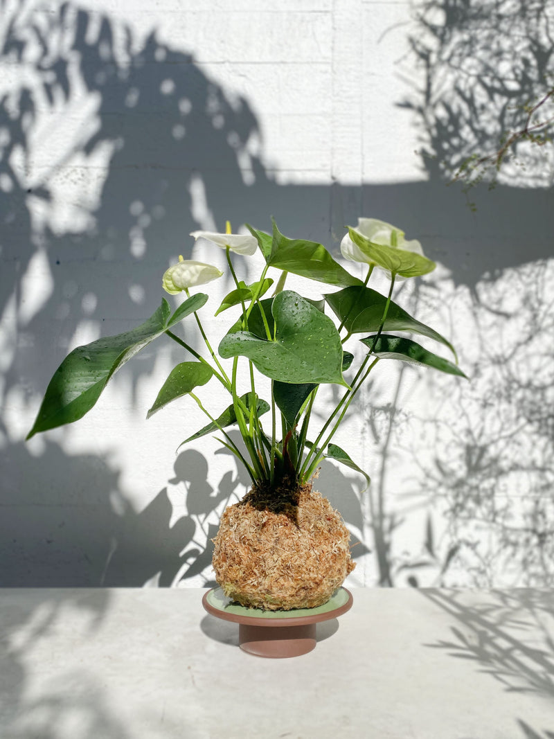 kokedama anthurium Anthurium Kokedama + Matcha Pedestal Set – Babylon Store