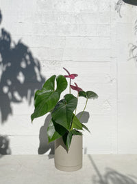 Anthurium 'Cirano'