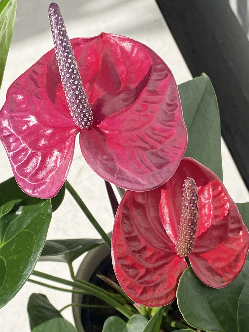 Anthurium 'Cirano'