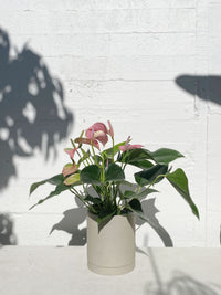 Anthurium 'Joli Blush'