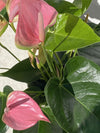 Anthurium 'Joli Blush'