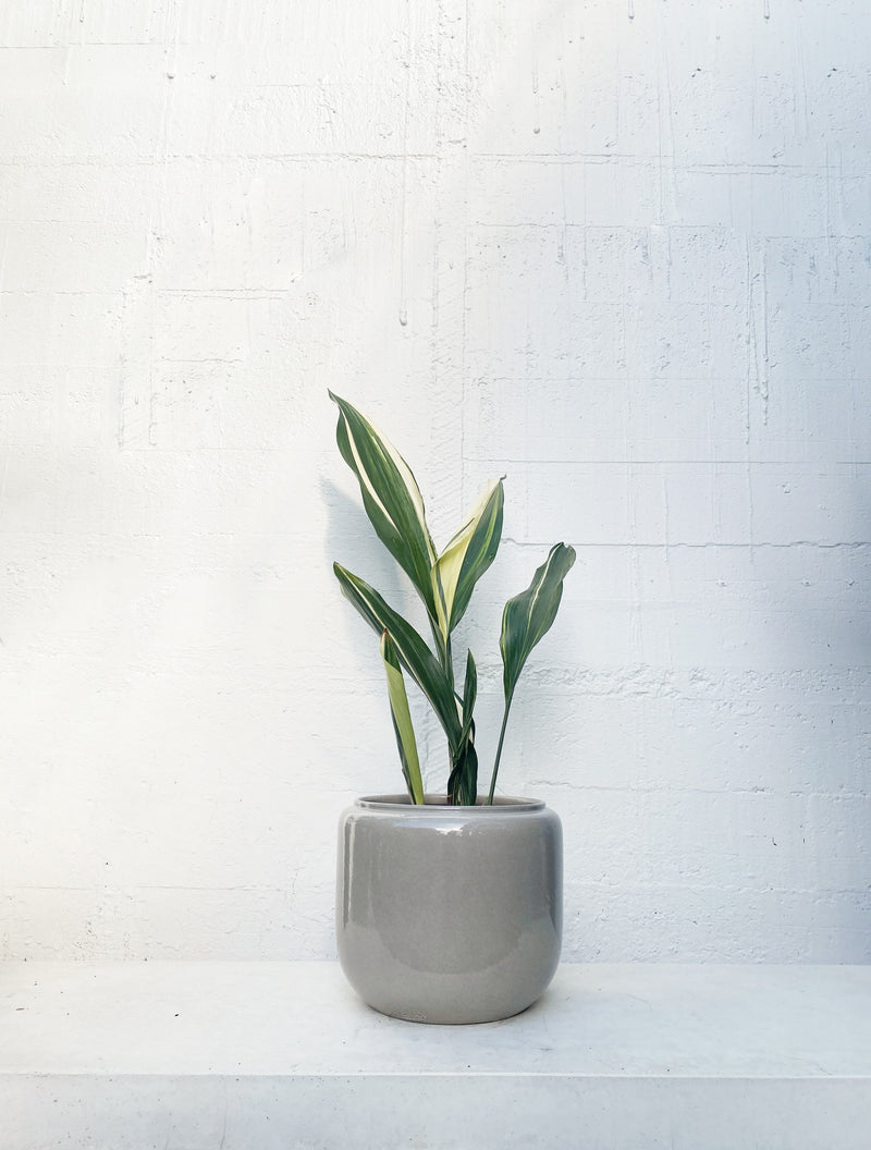 Aspidistra (Cast Iron Plant)