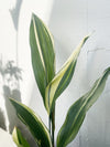 Aspidistra (Cast Iron Plant)