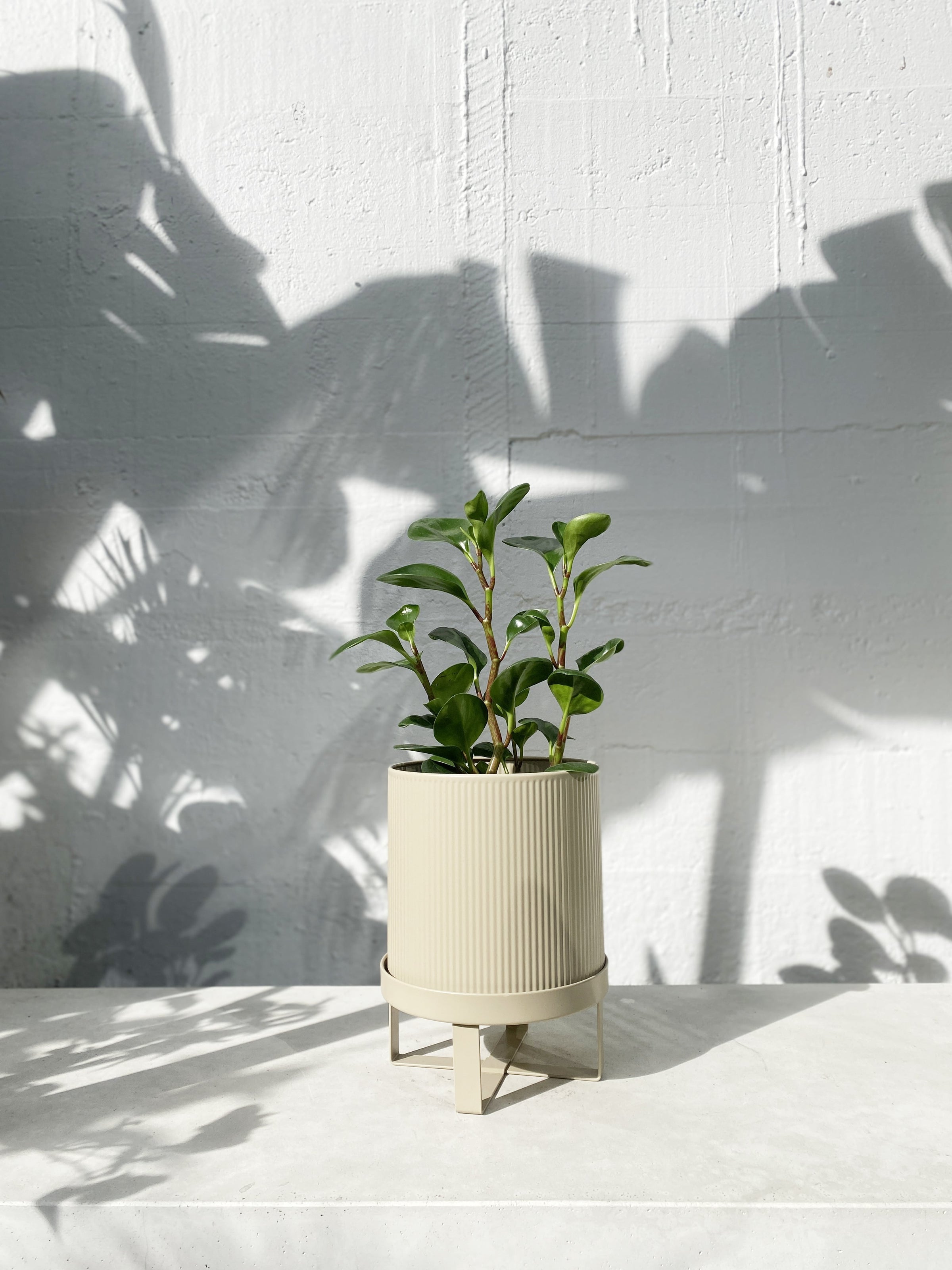bau plant pot Bau pot – Babylon Store