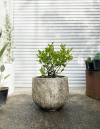 Laurus 'Pride of Providence' - Bay Tree