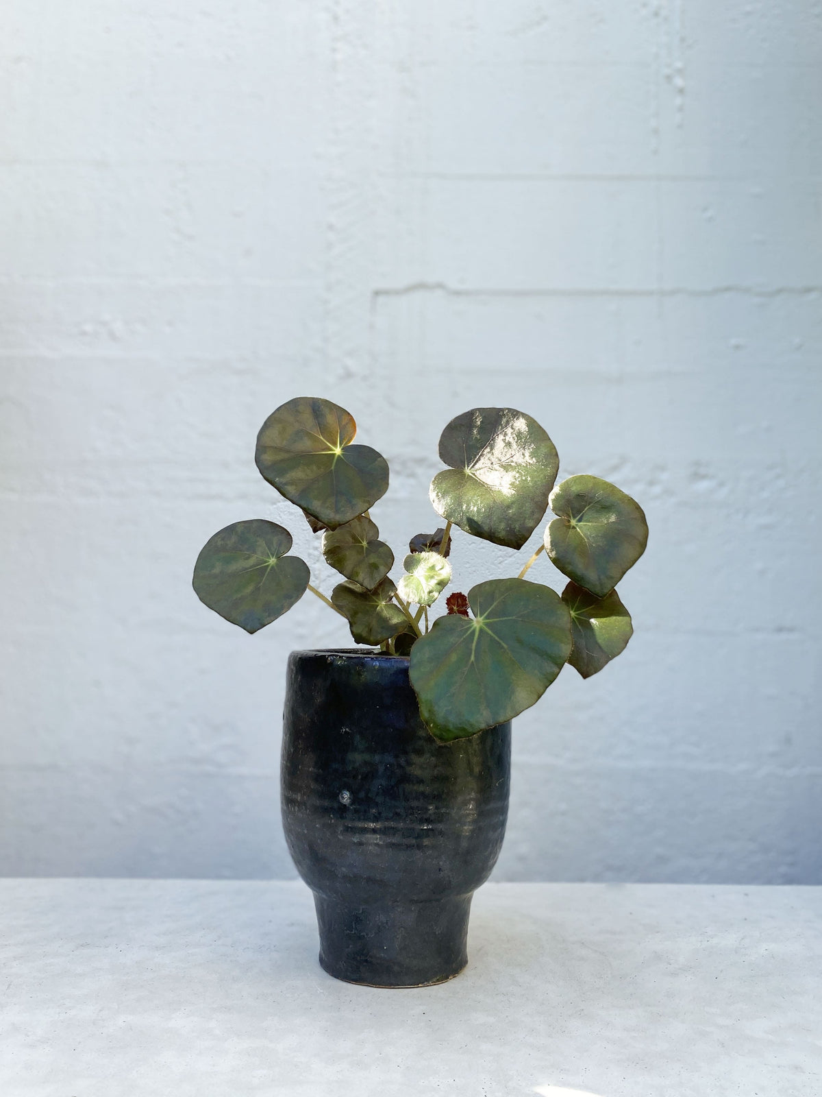 Begonia Plant at Babylon Store
