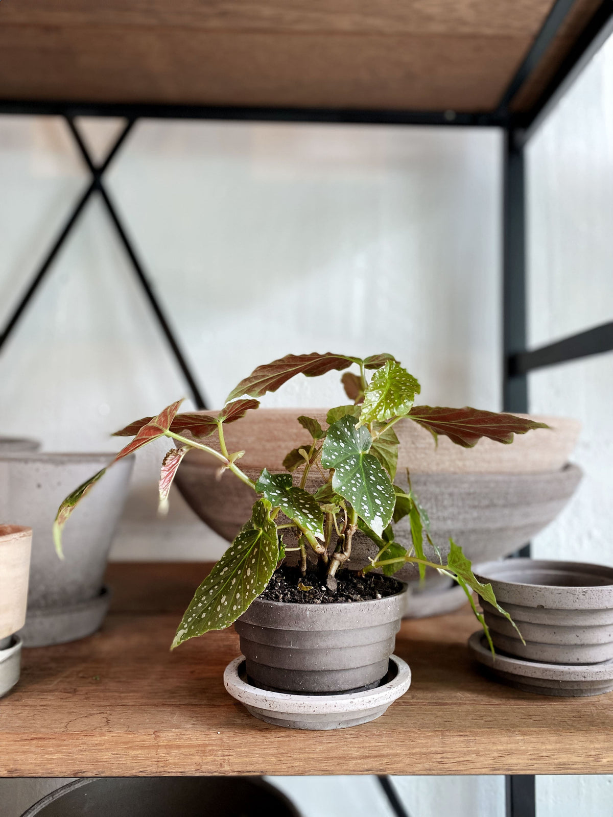 Begonia 'Angelica' Angel Wing