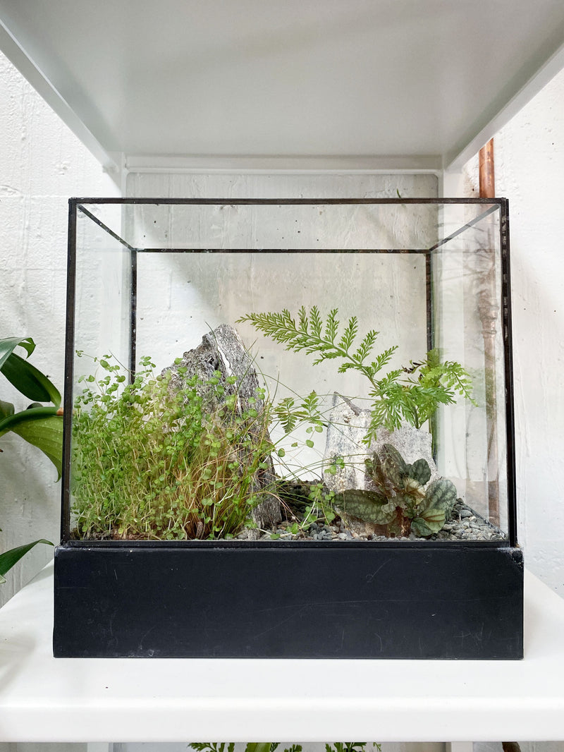 Black Antique Terrarium