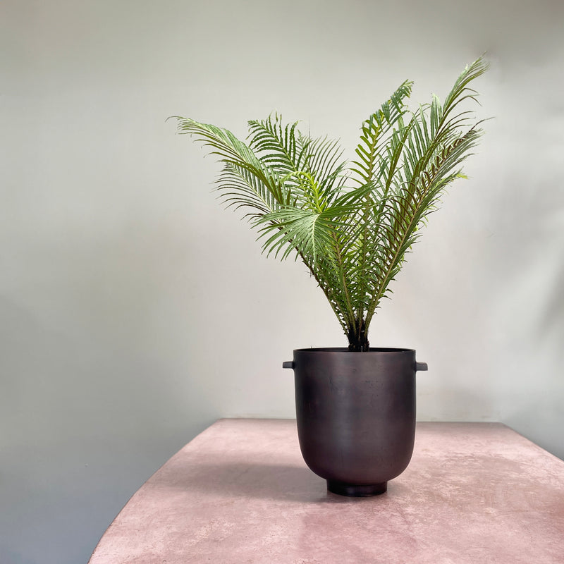 Blechnum gibbum 'Silver Lady'